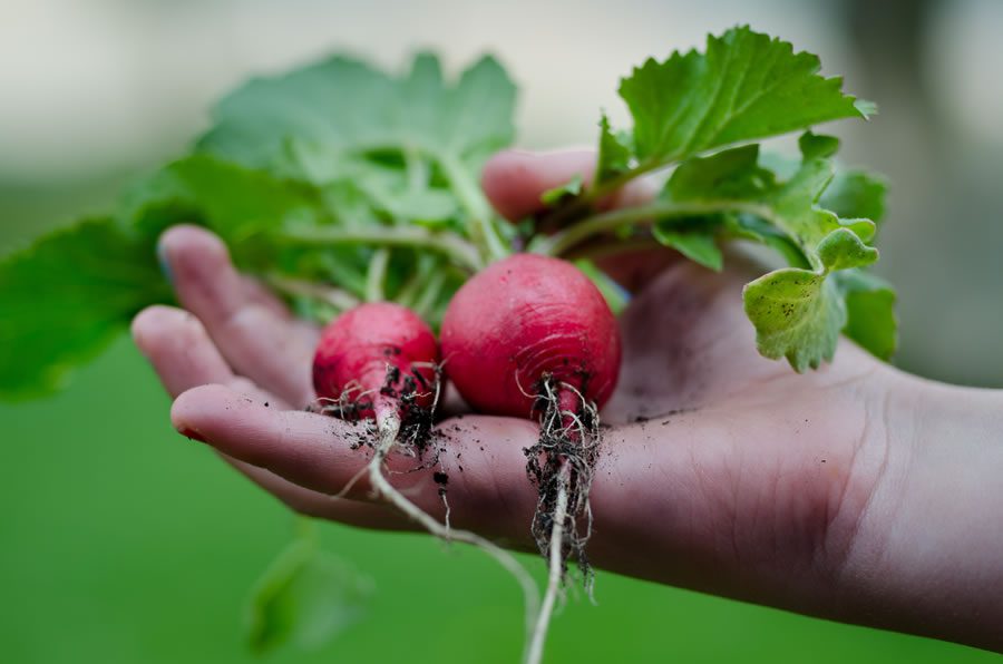 beets