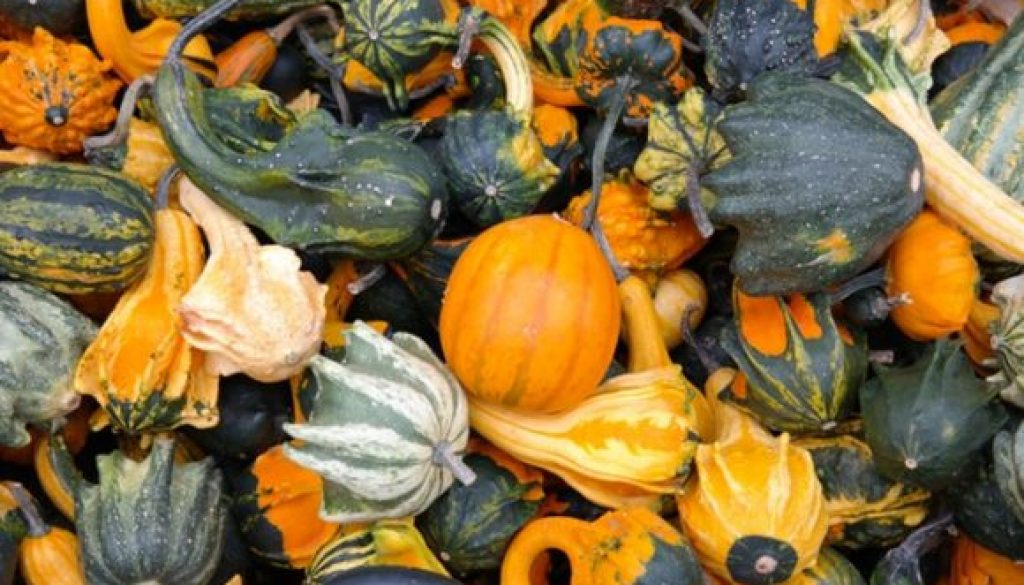 pumpkins-decorative-squashes-green-autumn-62286