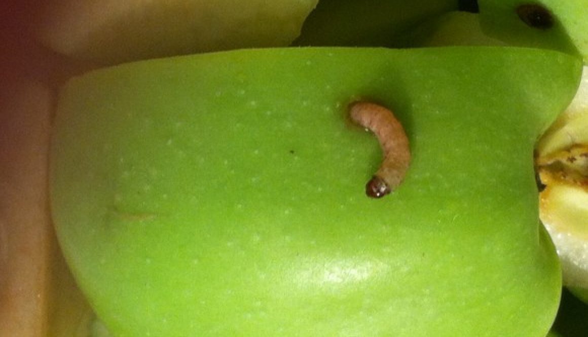 worms in apples