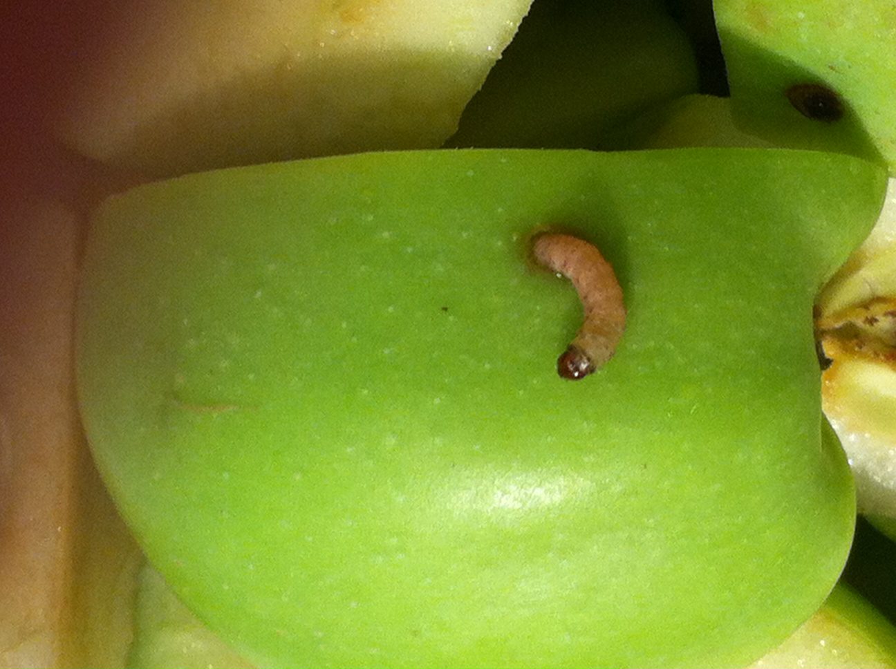 worms in apples